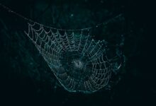deep web ve dark web arasındaki fark nedir? hakkında detaylı grafik