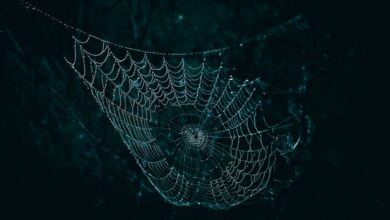 deep web ve dark web arasındaki fark nedir? hakkında detaylı grafik