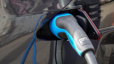 ev dekorasyonunda bitki kullanımı: doğayı evinize taşıyın hakkında detaylı grafik
